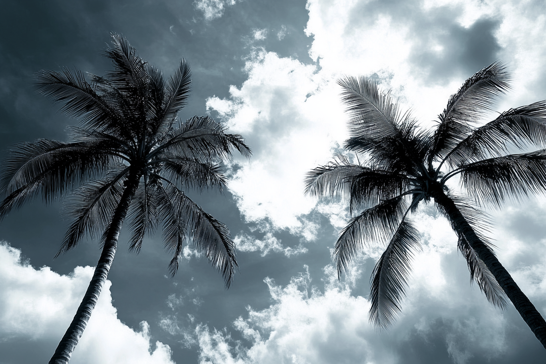 Palm Silhouette Blanket