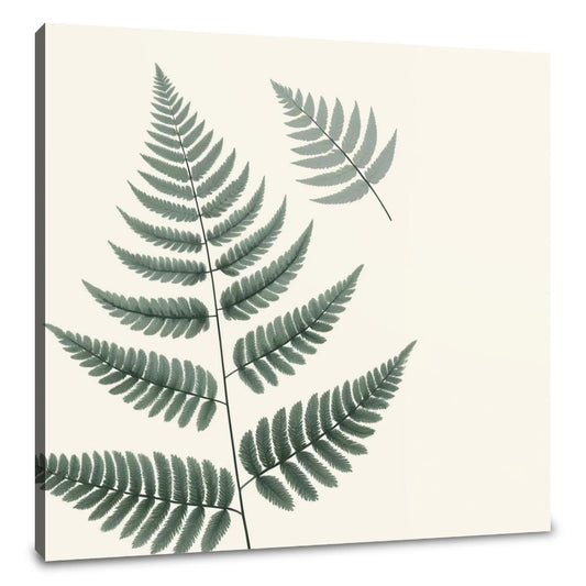 Elegant Fern Canvas - Main Image